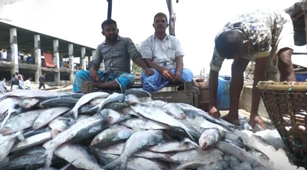 ঝাঁকে ঝাঁকে ইলিশসহ নানা ধরনের মাছ কক্সবাজারে সাগরে ধরা পড়ছে,দাম কমেনি